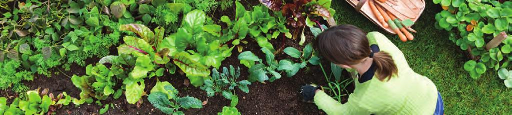 Vegetable gardens Does a vegetable garden use more water than a lawn? A healthy vegetable garden can use less or about the same amount of water as a lawn does.