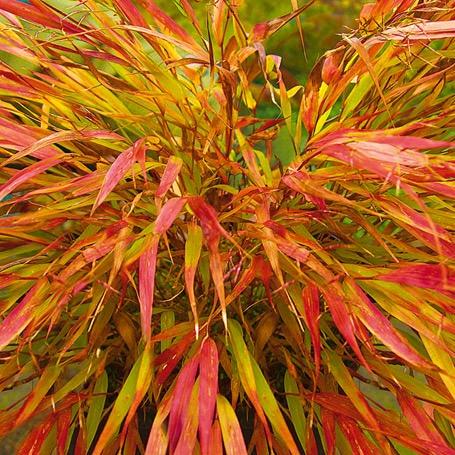 Hakonechloa macra Nicholas A rarer form of Hakone Grass. Forming a compact cascading mound of green foliage take on striking red, orange, and gold tones in the fall.