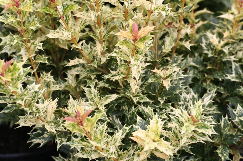 Osmanthus heterophyllus 'Goshiki' 'Goshiki' is a beautiful evergreen shrub. Leaves are swirled with colours of cream, yellow, orange, and green, with pinkish new foliage.
