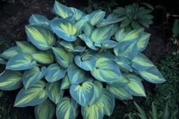 Hosta 'June ' A sport of the classic blue-leaved hosta, Halcyon' with a bright gold center,