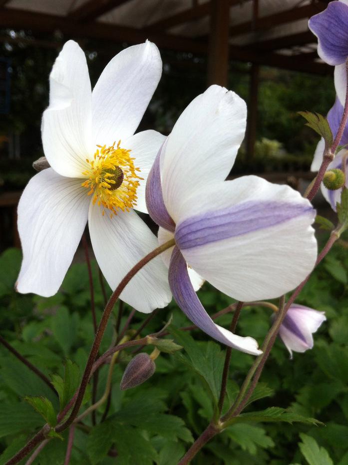 Anemone x hybrida ' Wild Swan ' An exceptional selection, offering prolific, pure white, cupped flowers, with a blue-violet reverse.