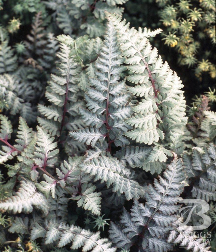 Athyrium niponicum 'Pictum' The fronds of this deciduous fern are as colourful as flowers.