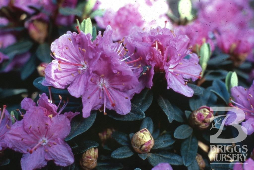 Rhododendron 'Ramapo' Abundant light purple flowers smother this compact plant early to midseason.