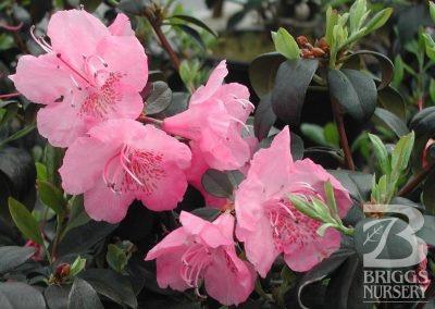 Rhododendron 'Bubblegum' A polyploid version of the tried and true standard 'Weston's Aglo'.