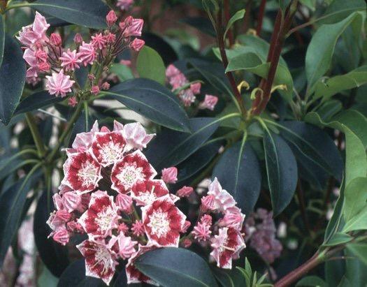 Kalmia latifolia ' Bullseye' An appropriate name! Flowers have broad bands of cinnamon-purple with a white center and edge.