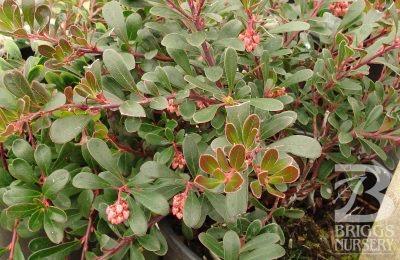 Zone 4 Arctostaphylos uva-ursi ' Vancouver Jade ' The rugged disposition for which bearberries are famous, plus soft pink flowers