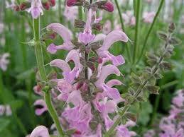Salvia May Night Pink Friesland has dark pink flowers that are very attractive to bees, butterflies and hummingbirds.