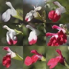 The flowers open red Salvia Victoria Blue and as they age they gradually turn white.