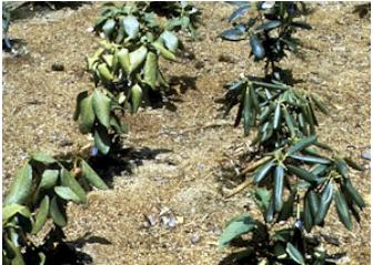 PAGE 4 PHYTOPHTHORA ROOT ROT Relevance: grows between temperatures of