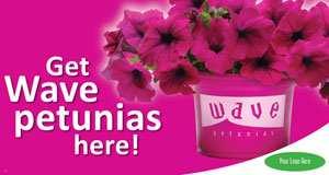 ***ALL POTTED VARIETIES *** 3-06 Wave Petunia Flats Blue Lavender 5" Premium Annuals (Round) Angelonia Pink 4.