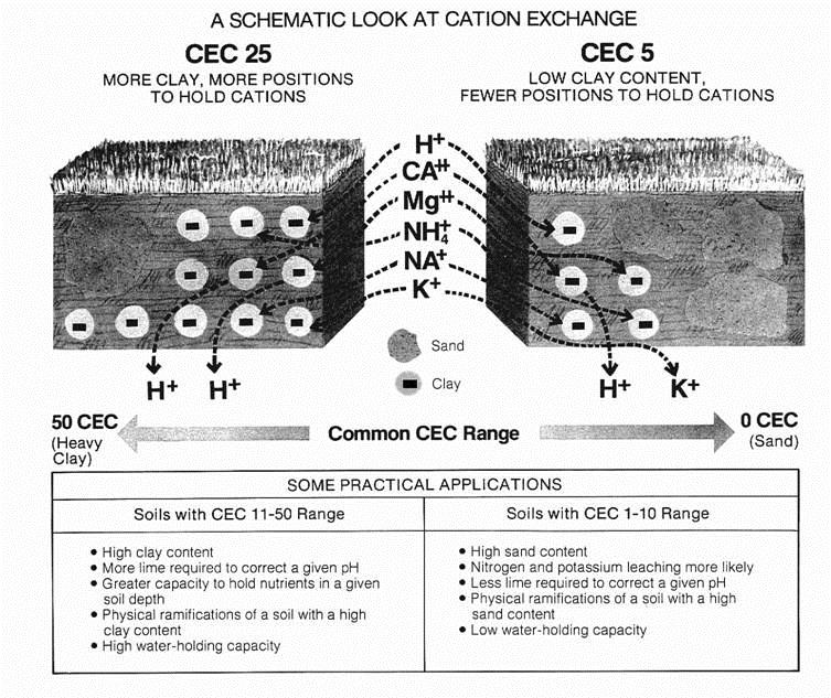 Important Information gained from Soil Tests Cation Exchange Capacity Cation exchange capacity refers to the capacity of negatively charged humus (see slide 13) and clay particles(colliods) to hold