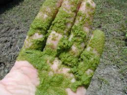 Meso- Fauna Algae located in the upper ½ inch of soil.
