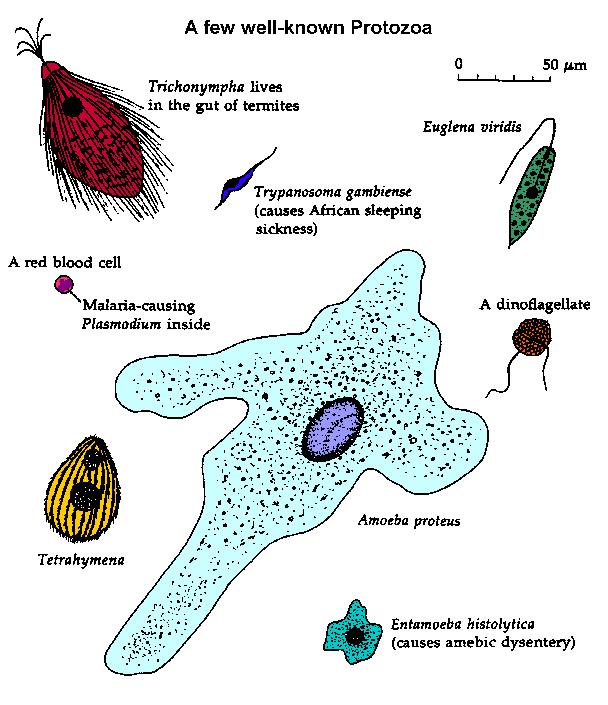 Meso- Fauna Protozoa free-living organisms that swim in