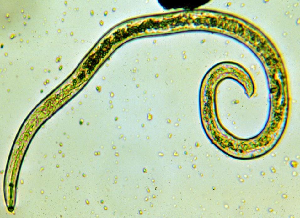 algae, protozoa, and other