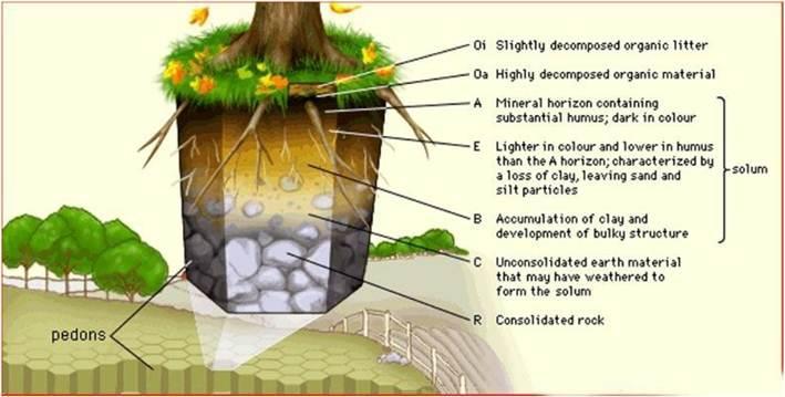 Soil Horizons Soil consists of one or more distinct layers called horizons.