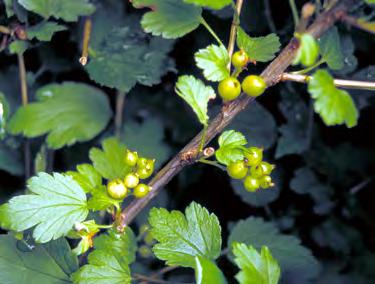 Alpine Currant Ribes alpinum Mass General Attributes Type Deciduous Shrub Height 3-5 Feet Spread 6-12 Feet Form Rounded Utility Lines Compatible Growth Rate Life Expectancy USDA Zone 2-7 Root Pattern