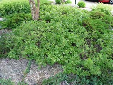 Gro-Low Fragrant Sumac Rhus aromatica (Grow-Low) Mature Leaf General Attributes Type Deciduous Shrub Height 2-2 Feet Spread 6-8 Feet Form Spreading Utility Lines Compatible Growth Rate Slow Life
