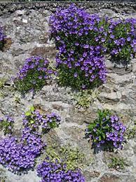 It may also be affected by rust and powdery mildew so do not allow campanula to dry out. If infected, cut out and remove affected plant parts.