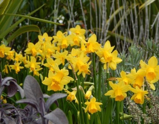 Prefers moist and well drained soils but will tolerate drier conditions. Aspect: Full sun to light shade. Full sun is prefe Problems: Mature clumps of daffodils may produce foliage but no flowers.