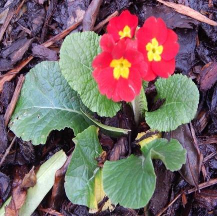 Explore the area to a depth of around 5cm around a primula and remove damaged roots and grubs. Apply biological controls in autumn and again in spring.