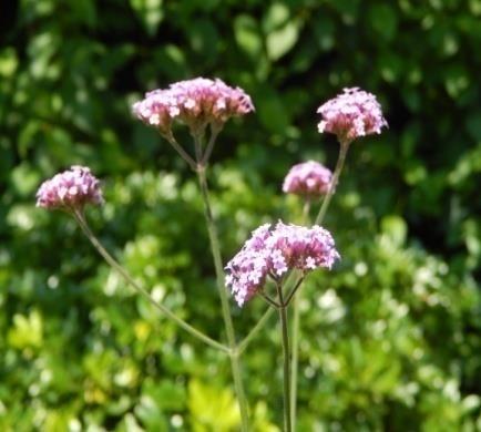 Verbena Bonariensis Buenos Aires (Verb BA ) A A Common Name: Argentinian Vervain or Purple Top. Plant type: Deciduous perennial.