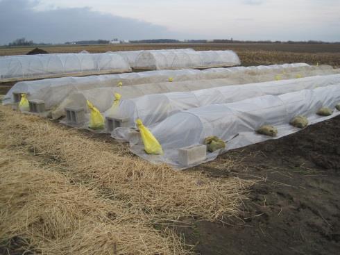 Other goals included to identify ways to suppress weeds in early specialty crops in low tunnels and determine if micro-irrigation was necessary for Winter to Spring production.
