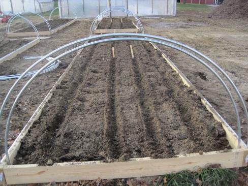 Two sizes were offered and in order to gain the most square feet under plastic cover we decided to create hoops that would cover six-foot wide beds and make the beds twenty-four feet long.