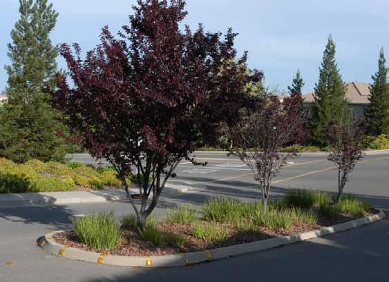 Landscape Water-Use Efficiency Trees, Groundcover, and Mulch Enhance a Parking Area and Traffic Island (Photo source: C.