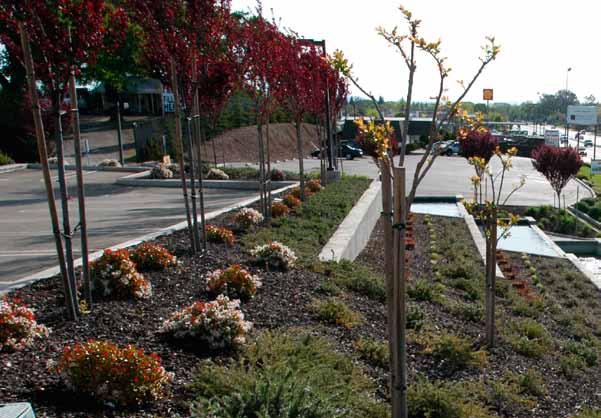 Landscape Water-Use Efficiency Landscape Element Apply mulches to non-turf areas Use soil amendments for good plant health and to minimize watering needs Water-Savings Potential High Medium Plant