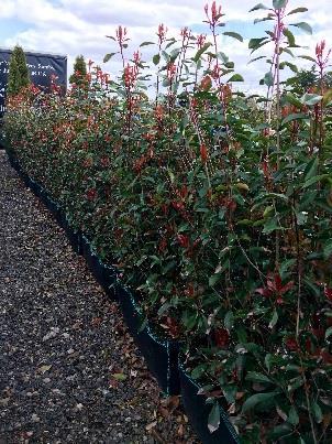 attractive to insects. Shade tolerant. Very fast growing and dense hedge.
