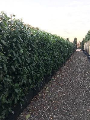 Prunus laurocerasus (Cherry laurel) Cherry laurels make a good instant hedge as they are so dense and are fast growing.