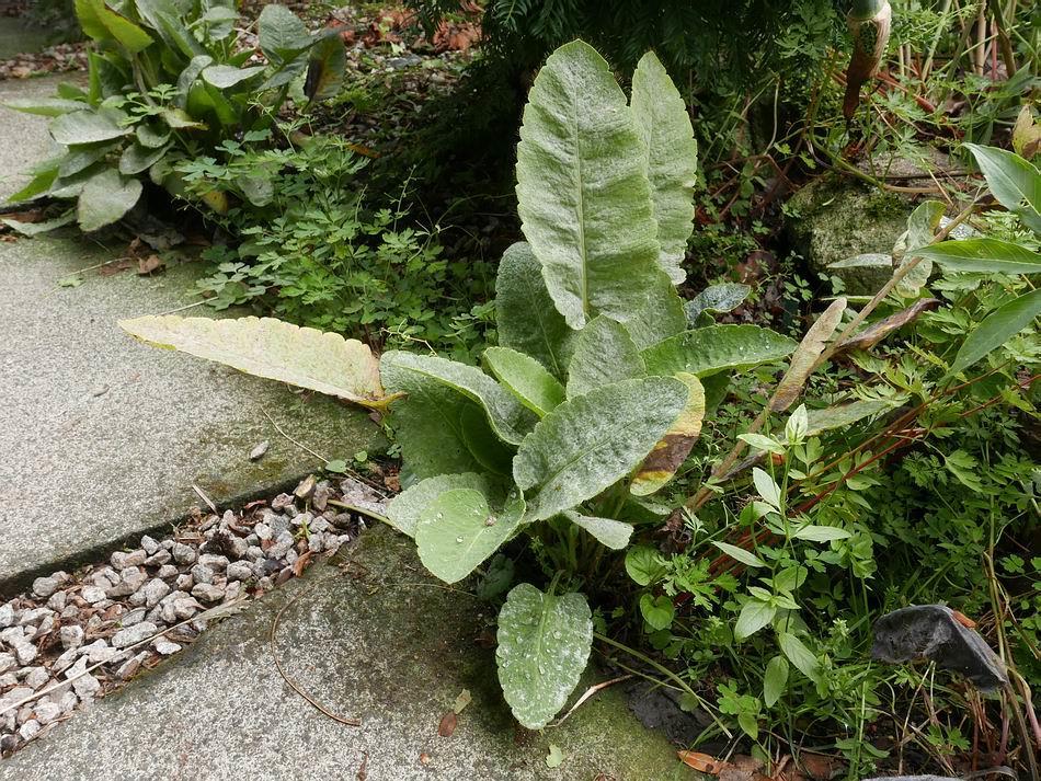 Meconopsis leaves have an infection of powdery