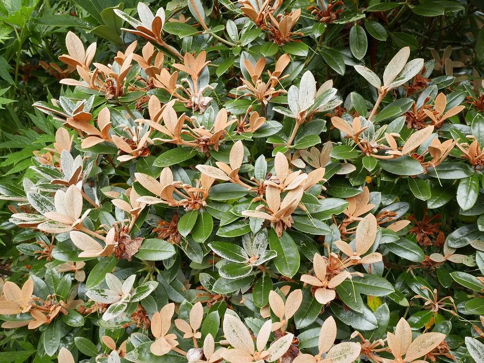Rhododendron tsariense x yakusimanum Another result of the unusually dry weather is that the new