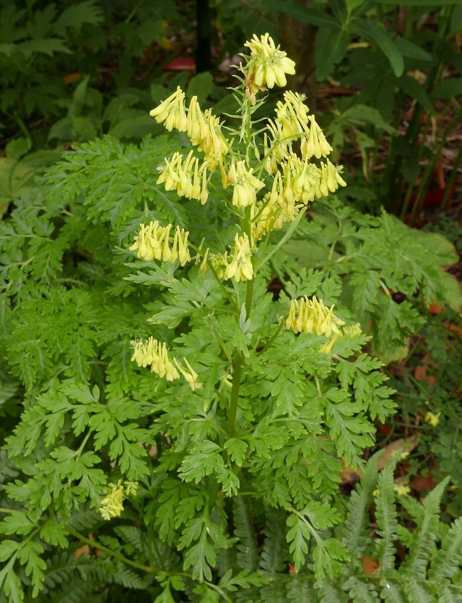 Corydalis chaerophylla I will leave you with Corydalis chaerophylla which may have small flowers but that is more than