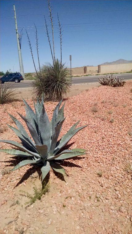 SUCCULENT PLANTS LOOK GOOD IN LANDSCAPE: by Rick Gibson 09-28-16 Do you have a saguaro, prickly pear, or a century plant in your landscape?