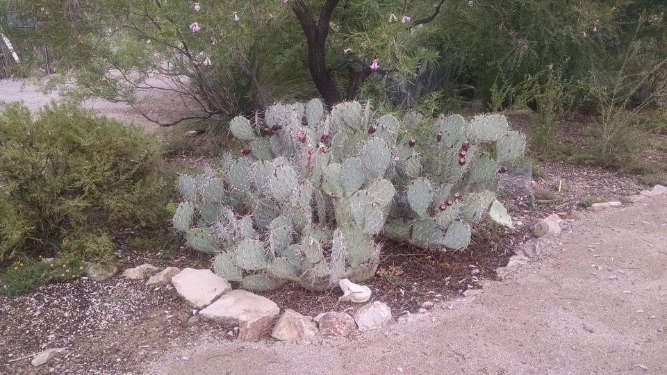 SUCCULENT PLANTS LOOK GOOD IN LANDSCAPE: Continued Popular Yucca species include Spanish bayonet, Y. aloifolia, the Datil yucca, Y. baccata, the Joshua Tree, Y. brevifolia, and the soap tree yucca, Y.