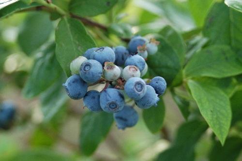 application and planting. Blueberries will bear more if you plant more than one variety. Recommended varieties vary, but you may want to try Bluecrop because it is adaptable.