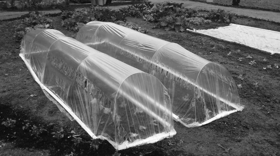 Drawbacks are that these small polyethylene tunnels can heat rapidly under bright sunlight and should be vented to prevent crop damage from overheating.