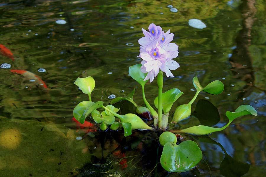 Water Hyacinth Best example of maintenance control