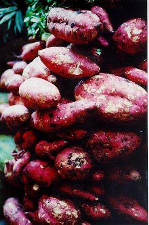 Introduction Ground provisions (sweetpotato, yam, cassava, eddoe) are underground storage organs with a thin delicate skin that is easily damaged during harvest and handling.