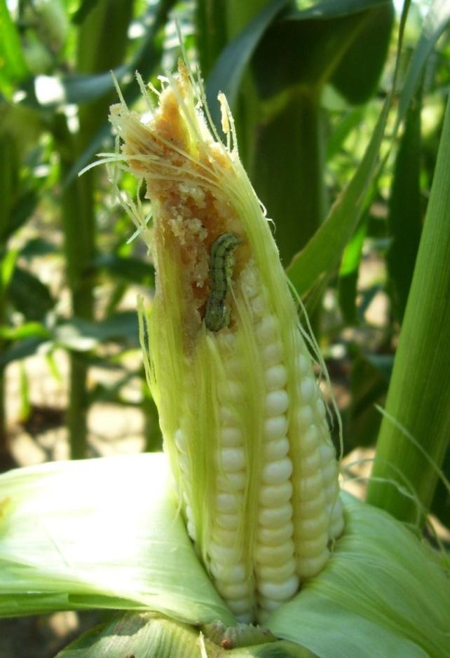 Corn Earworm Pest of sweet corn, seed corn and tomato Two generaeons per year where it
