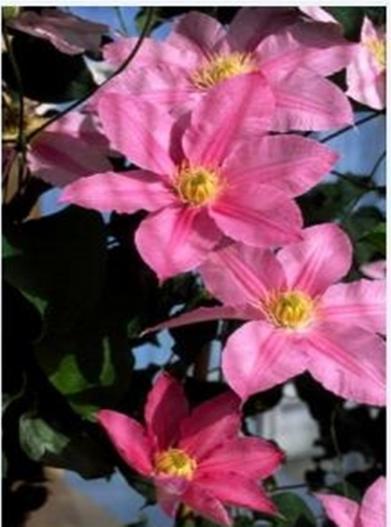Clematis breeder Raymond Evison has come out with some new