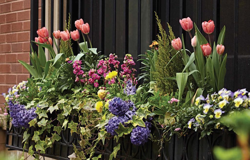 A breath of spring Bulbs, like these tulips, Persian buttercups and hyacinths, are a sure sign of spring. This windowbox lets you enjoy them even on a cold or rainy spring day without going outdoors.