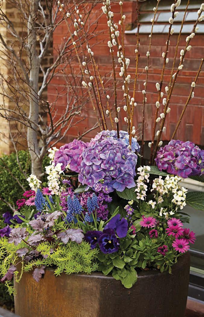 Add a dozen or more cut pussy willow (Salix discolor) stems for height. Play with purple The bigleaf hydrangea blooms in this spring combo all come from just one plant.