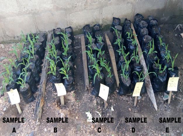 Plate 2 shows the results of emergence corn dried at 50 0 C, 55 0 C, 60 0 C, 65 0 C and 70 0 C drying temperature on each corn samples A, B, C, D and E with the various moisture contents after 5 days