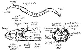 Worm Anatomy Mouth- where food enters the body Pharynx- moistens the food and pumps food into the esophagus Esophagus- a pathway for passing food from the pharynx to the crop Crop- temporary storage