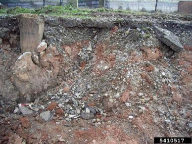 Potential Hazards or Issues specific to Urban Landscapes Soils in urban areas are usually highly disturbed Anthropogenic
