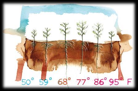 effect less moderation than in natural (in-ground) soils Hotter/Colder/Variation root