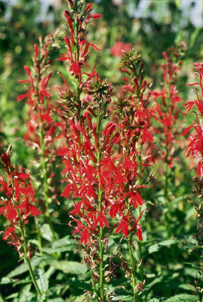 versicolor Cardinal flower