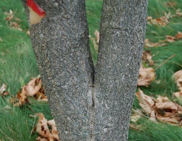 the same location on the trunk.